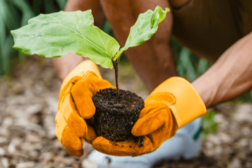 Non-Profit Volunteer Planting Trees